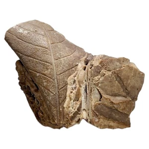 125g Fossilized Leaf Specimen - Exceptional Quality Fossil Plant 🌿 - Picture 1 of 6