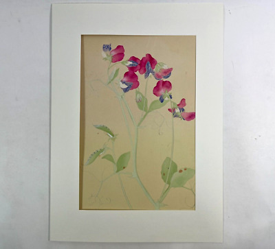 Japanese Woodblock Print “SWEET PEA”  Tsuchiya Rakuzan Chigusa Soun 1931 • 246.86$