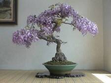 50 Bonsai Tree Seeds for Planting Royal Empress Tree