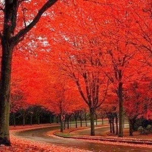 Acer Red Maple Seeds - Picture 1 of 3
