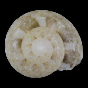 SERICOMINOLIA VERNICOSA (Mactan Isl., Philippines) 6.2mm #47410 - Picture 1 of 3