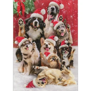 Group of Dogs with Raised Paws Posing in the Snow Funny 10 Christmas Cards - Picture 1 of 2
