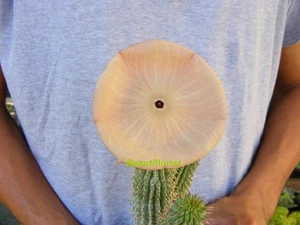Hoodia gordonii Cactus  - RARE -B - Picture 1 of 8