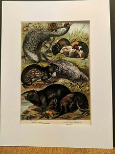 1880 Henry J Johnson Porcupine Guinea Pig Plate LIX Rodentia Art Print Matted - Picture 1 of 6