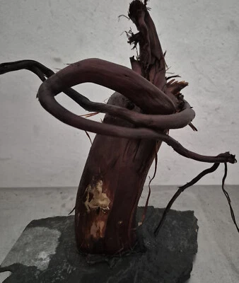 Garnelenbäumchen filigran auf Schieferplatte,vorgewässert Premium # 4097 - Bild 1 von 2