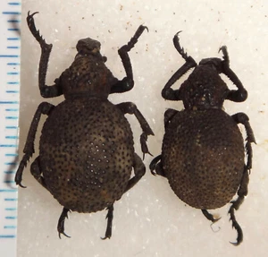 Curculionidae Brachycerus sp. Pair? Zambia #58E African Weevil Beetle Insect Bug - Picture 1 of 2