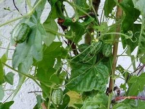 30 Samen Mexikanische Mini Gurke Melothria scabra Wassermelonen-Gurke Rarität - Bild 1 von 8