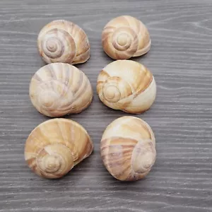 6 Large Snail Shells Neutral Tone Beige Brown Arts and Crafts Garden Art - Picture 1 of 15