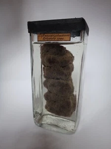 Süßwasserschwamm Ephydatia Präparat Biologie Schauglas Lehrmittel Lehrmodell - Bild 1 von 5