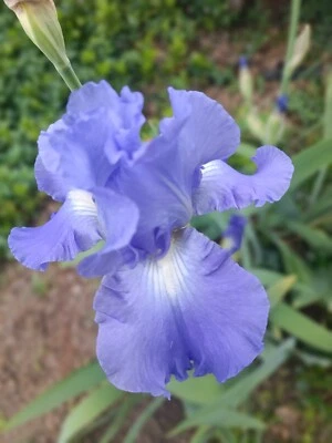 2 IRIS BULBS w/roots Ready to Plant,  Light Blue Flowers - Image 1 of 4