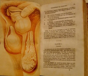 CURTIS J.L. - VON DER VIRILITIS DER URSACHEN IHRES VORZEITIGEN RÜCKGANGS - 1851 - Bild 1 von 7