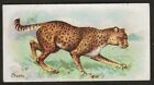 Players-Wild Animals Of The World 1901 (Wide With Ltd)-#12- Cheeta