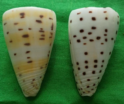 Conus eburneus #M0939 Japan 52/53mm - Image 1 of 4