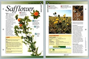 Safflower - Directory - Secret World Of Herbs Fact File Card - Picture 1 of 1