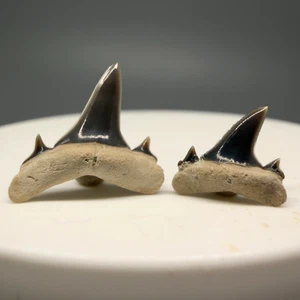 Coppia Fossil Brachycarcharias lerichei EXT SAND TIGER Dente di Squalo - Magnolia, NC - Foto 1 di 2