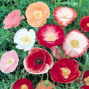 POPPY Shirley Single Mix 500+ seeds flower garden - Picture 1 of 1