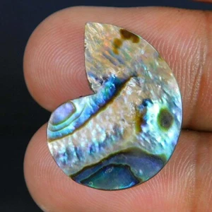 Großhandel 16,85 Cts. Natürliche einzigartige Paua Abalone Muschel Ammonit Fo... - Bild 1 von 3