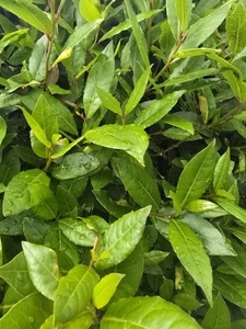 Organic Bay Leaves Fresh, Hand-Picked To Order - Picture 1 of 1