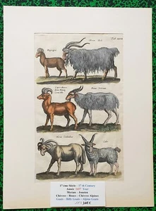 XVII ème - Jonston & Merian Superbe Gravure Chèvres Boucs Planche XXVII - 1657 - Bild 1 von 1