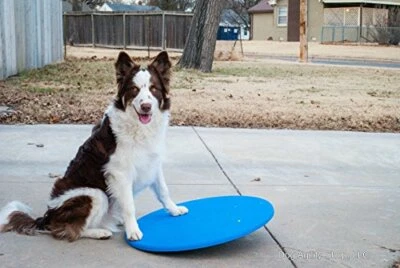 Dog Agility Wobble Board | Balance Board 24” Diameter ⭐⭐⭐⭐⭐ - Image 1 of 3
