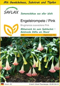 SAFLAX - Anzuchtset - Engelstrompete / Pink - 10 Samen - Bild 1 von 6
