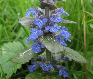 AJUGA BUGLEWEED Ajuga Reptans - 100 semillas a granel - Imagen 1 de 2
