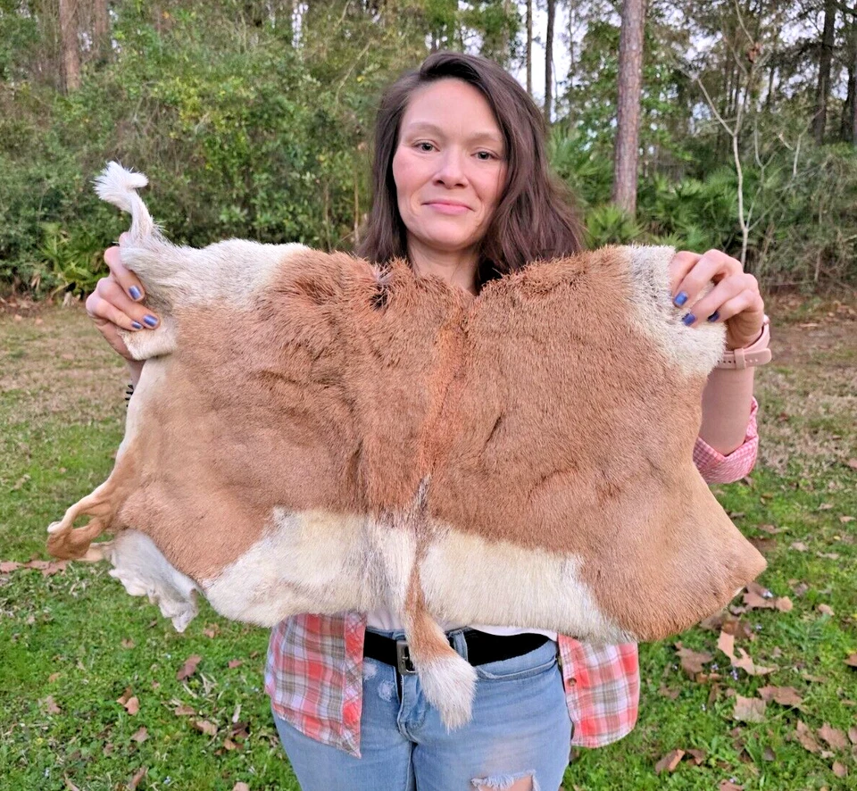 Prong Horn Antelope Hide Hair on Hide Full Tanned Skin leather fur taxidermy - Image 1 of 4