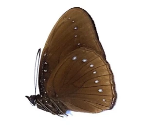 Hypolimnas pithoeka fumosus - Unmounted Butterfly - Picture 1 of 2