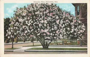 Galveston TX Texas, hermoso árbol de adelfa en flor, postal vintage - Imagen 1 de 2