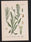 1880 - Hederich Radis Erysinum Herbes MÃ©Dicinales Herbes Herbal Lithographie
