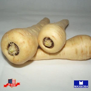 500 Parsnip Seeds Hollow Crown Non-GMO Heirloom BOGO 50% OFF - Picture 1 of 3