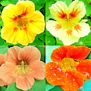 60+ NASTURTIUM MIX SEEDS DROUGHT SHADE TOLERANT FLOWERS DWARF FREE SHIPPING!! - Picture 1 of 1