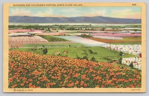 Postcard Blossoms California Poppies Santa Clara Valley California - Picture 1 of 2