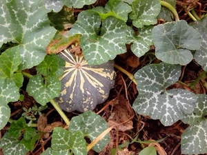 HEIRLOOM JAP KENT PUMPKIN 100 SEEDS CUCURBITA SWEET TASTING LONG STORAGE - Bild 1 von 2