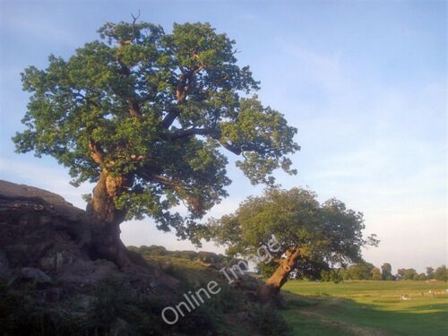 Photo 6x4 Oak trees in Bradgate Park Newtown Linford/SK5110 This pair of c2009