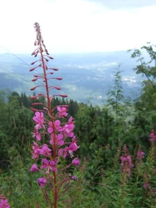 Wald-Weidenröschen Epilobium angustifolium Heilpflanze Iwanstee Koptischer Tee - Bild 1 von 3