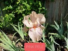 IRIS GERMANICA  -  PINK PELE  -   GIANT FLAG IRIS.