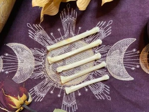 1-3 Zoll weiße Kojotenfußknochen, ethische Herkunft, Hexerei, heidnisch - Bild 1 von 2