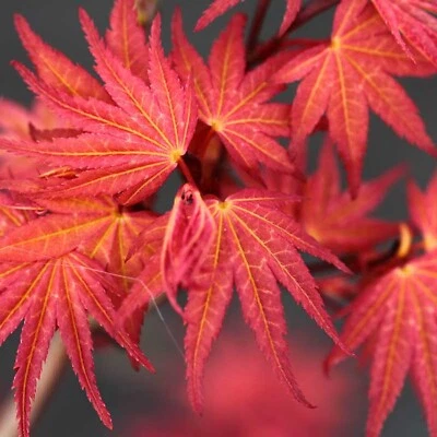 Acer Palmatum "Phoenix" in a 11cm Pot Ready to Plant - Japanese Maple for Autumn - Image 1 of 4