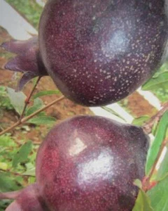 Punica granatum 'Nero' - schwarzer Granatapfelbaum - Pflanze 140-170cm - Frost - Bild 1 von 3