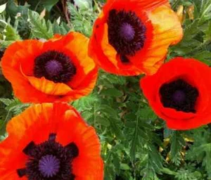 ORIENTAL POPPY SEEDS 200+ perennial flower GARDEN reddish orange FREE SHIPPING - Picture 1 of 7