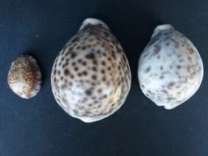 #13 Beautiful lot of 3 rare sea snail shells approx. 35-78mm sea snail shells - Picture 1 of 3