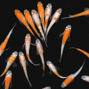 25+ fertilized Komachi Medaka rice fish eggs - Picture 1 of 4