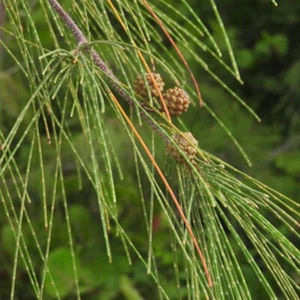 Casuarina equisetifolia (Australian Pine) Tree Seeds, Valuable Timber - Picture 1 of 6