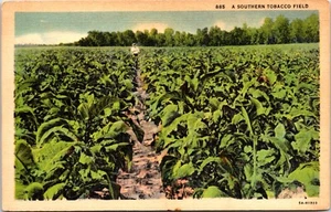 Postal Tobacco Farm Deep South United States B214 - Imagen 1 de 2