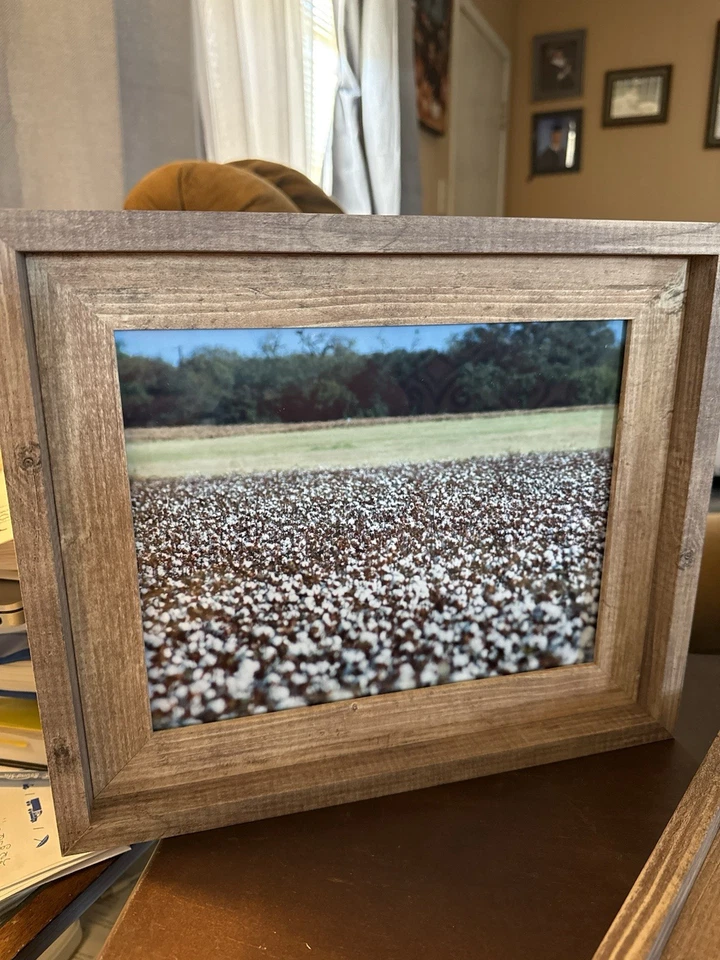 Framed Rustic Landscape Photo of Cotton Field Wall Art Decor - Image 1 of 1