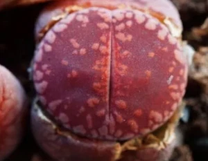 Lithops aucampiae "Dark Wine Red " 100seeds  - Picture 1 of 3