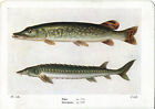 Beautiful Pike Fish Book Print / Plate on Paper. 80+ years old