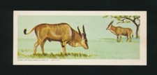 1964 R757-5 Welch's "Sugar Daddy" AFRICAN WILD ANIMALS -#7 Eland