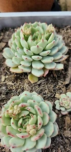 Echeveria Cuspidata Zaragoza - Picture 1 of 4